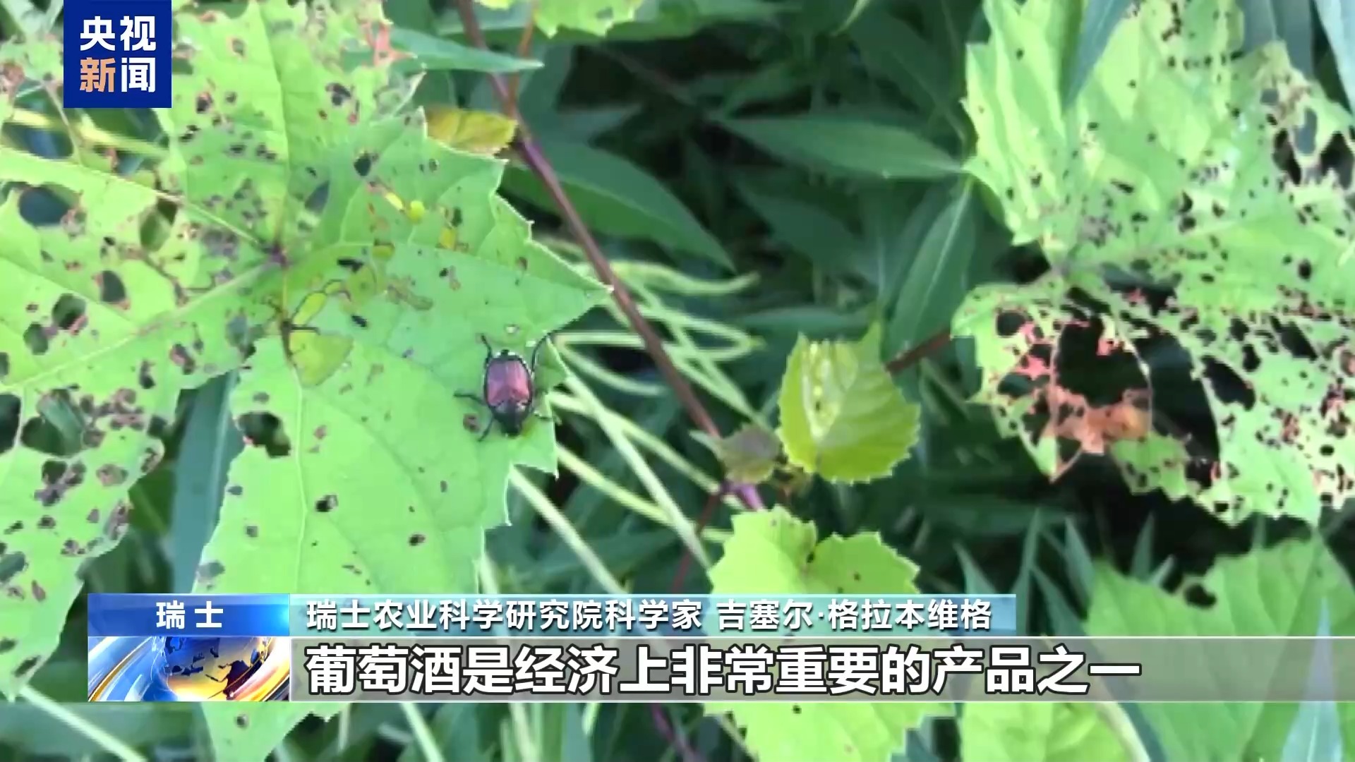 日本金龟子侵入瑞士 科学家寻找应对之策