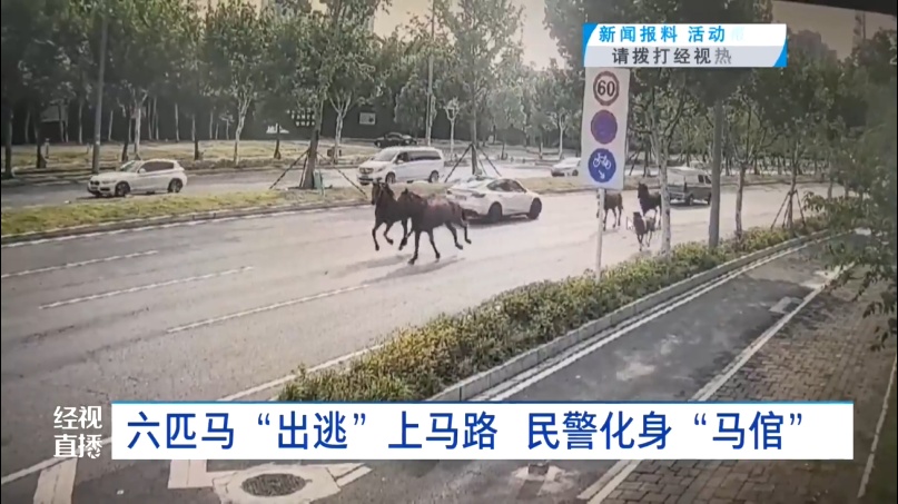 惊呆了!武汉马路上突然出现一群……交警:如果受到刺激,后果将不可控 惊呆了!武汉马路上突然出现一群……交警:如果受到刺激,后果将不可控