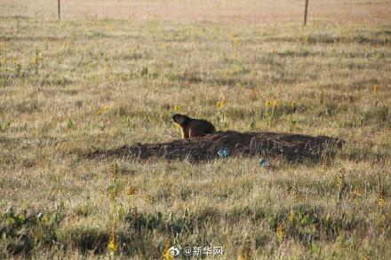 草原旅游远离网红萌宠土拨鼠 当心感染鼠疫