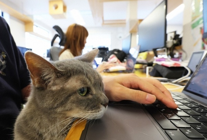 日媒：东京一公司“雇用”11只猫，为员工减少“班气”