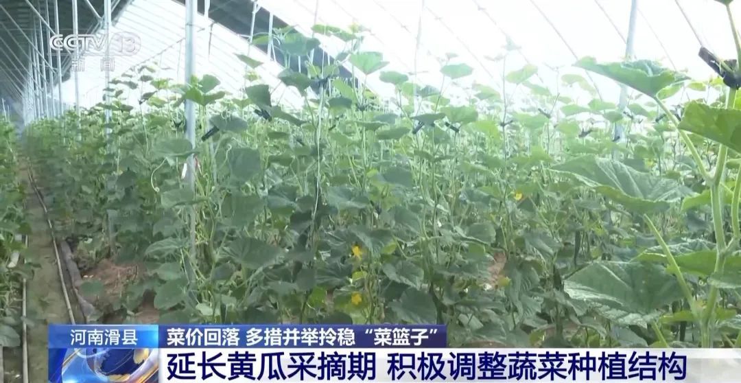 蔬菜价格开始回落多措并举拎稳“菜篮子”