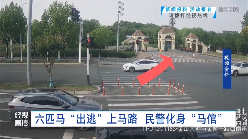 惊呆了!武汉马路上突然出现一群……交警:如果受到刺激,后果将不可控 惊呆了!武汉马路上突然出现一群……交警:如果受到刺激,后果将不可控