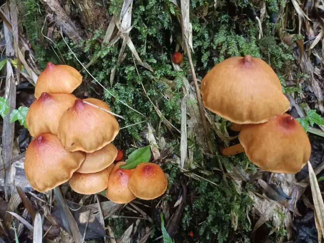 云岭自然保护区发现菌类新种!网友:可以吃不? 云岭自然保护区发现菌类新种!网友:可以吃不?