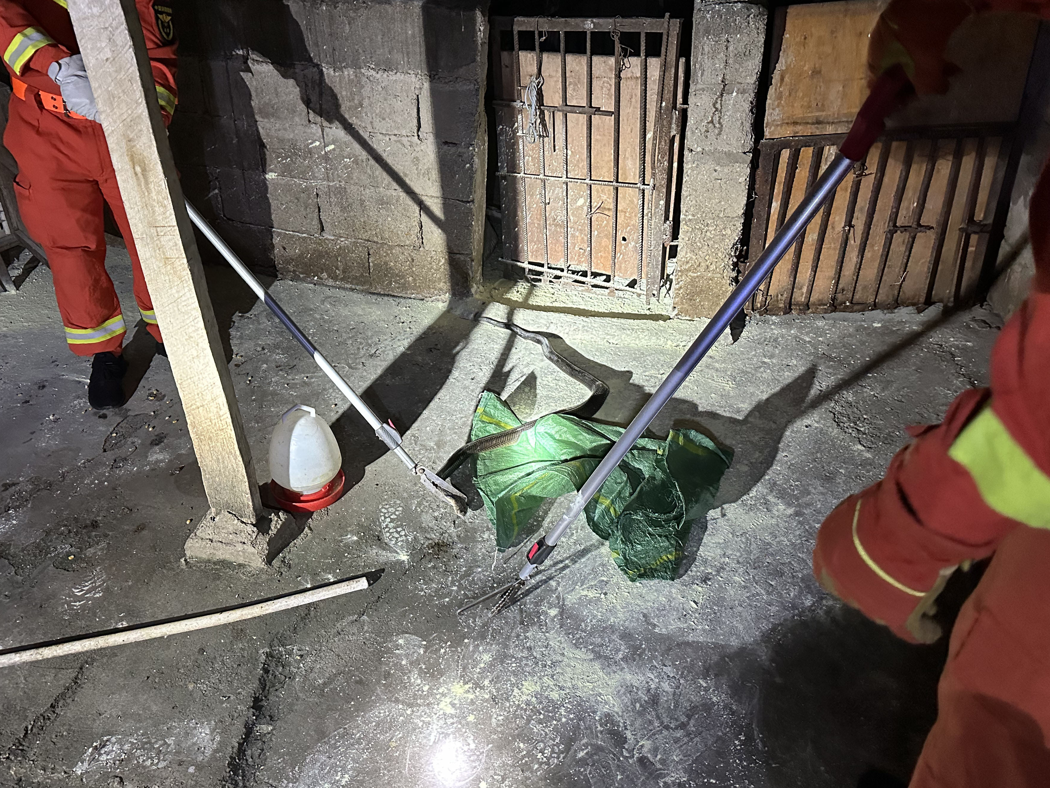 眼镜王蛇深夜“吃鸡” 110摇来119求助 眼镜王蛇深夜“吃鸡” 110摇来119求助