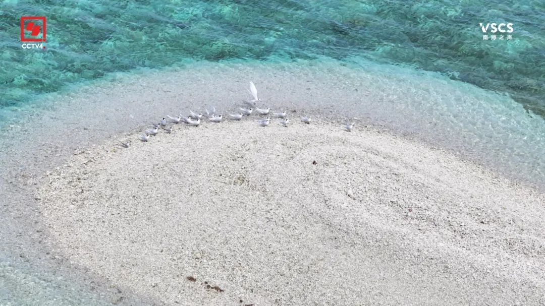 绝美“鱼鳞” 仙宾礁 每一帧都是壁纸 绝美“鱼鳞” 仙宾礁 每一帧都是壁纸