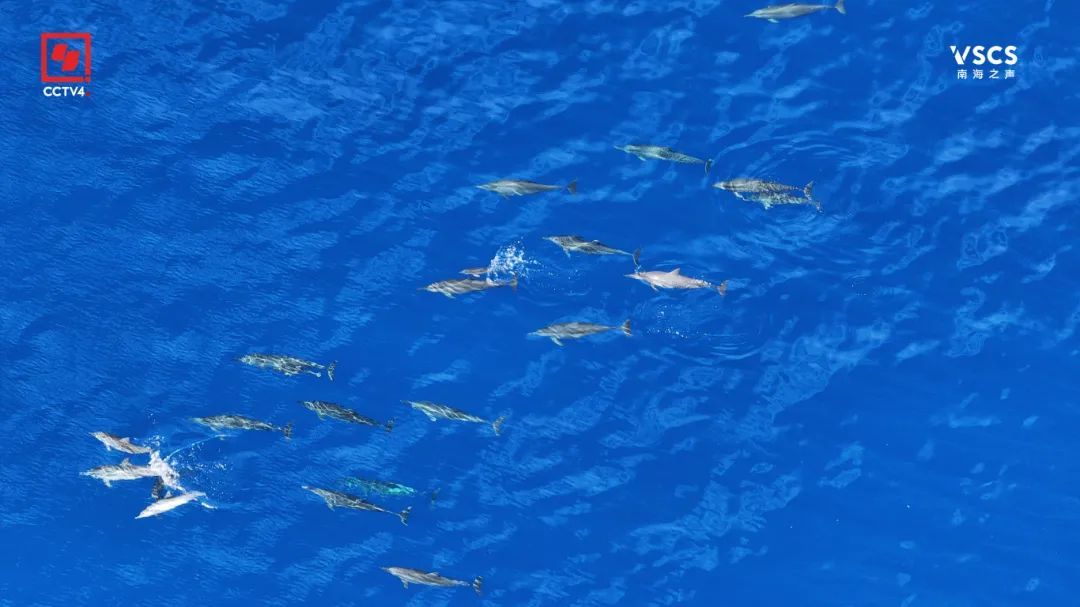 绝美“鱼鳞” 仙宾礁 每一帧都是壁纸 绝美“鱼鳞” 仙宾礁 每一帧都是壁纸