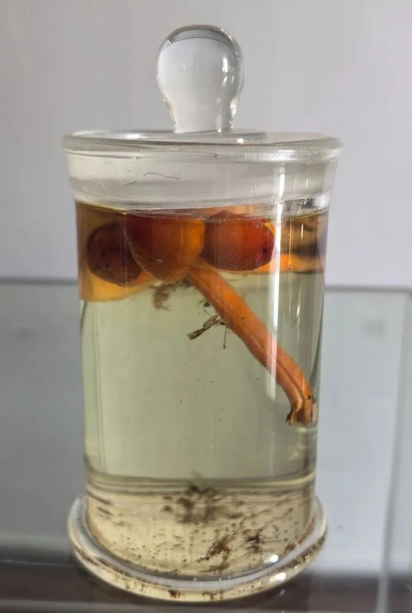 云岭自然保护区发现菌类新种!网友:可以吃不? 云岭自然保护区发现菌类新种!网友:可以吃不?