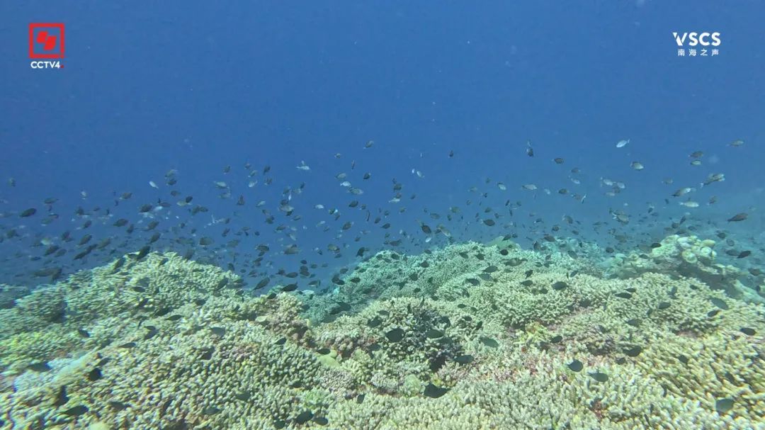 绝美“鱼鳞” 仙宾礁 每一帧都是壁纸 绝美“鱼鳞” 仙宾礁 每一帧都是壁纸