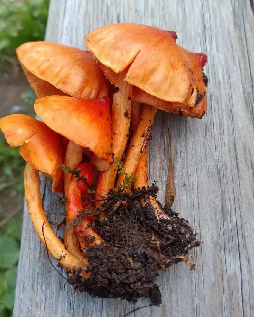 云岭自然保护区发现菌类新种!网友:可以吃不? 云岭自然保护区发现菌类新种!网友:可以吃不?