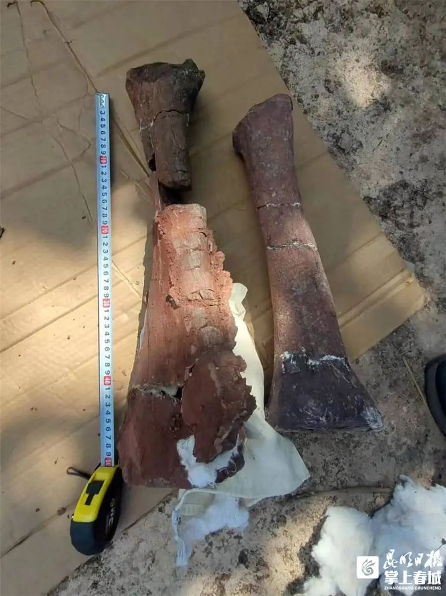 长约40厘米!昆明发现恐龙化石→ 长约40厘米!昆明发现恐龙化石→