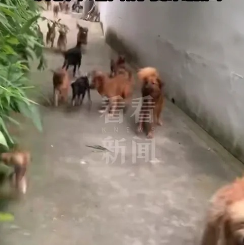 上海男子家中养78条狗，邻居苦不堪言…官方出手了→