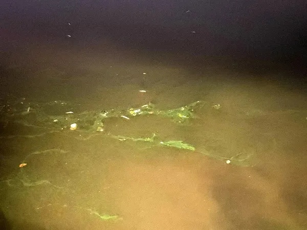 事发上海苏州河！死鱼翻肚皮，散发腐臭味……