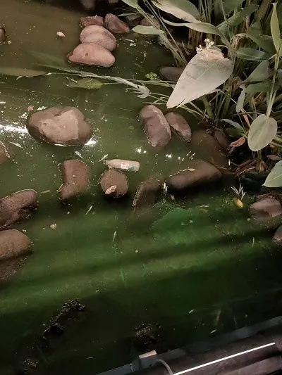 事发上海苏州河！死鱼翻肚皮，散发腐臭味……