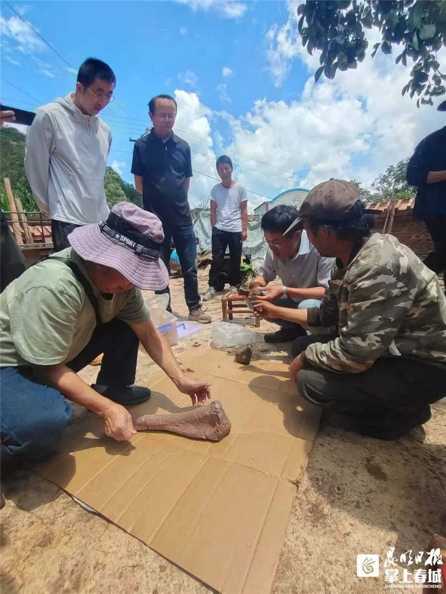 长约40厘米!昆明发现恐龙化石→ 长约40厘米!昆明发现恐龙化石→