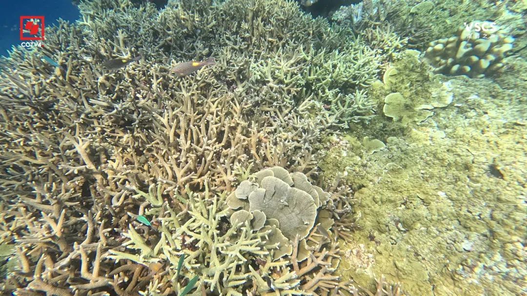 绝美“鱼鳞” 仙宾礁 每一帧都是壁纸 绝美“鱼鳞” 仙宾礁 每一帧都是壁纸