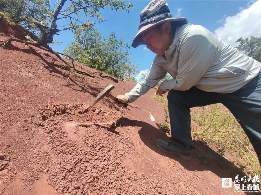 长约40厘米!昆明发现恐龙化石→ 长约40厘米!昆明发现恐龙化石→