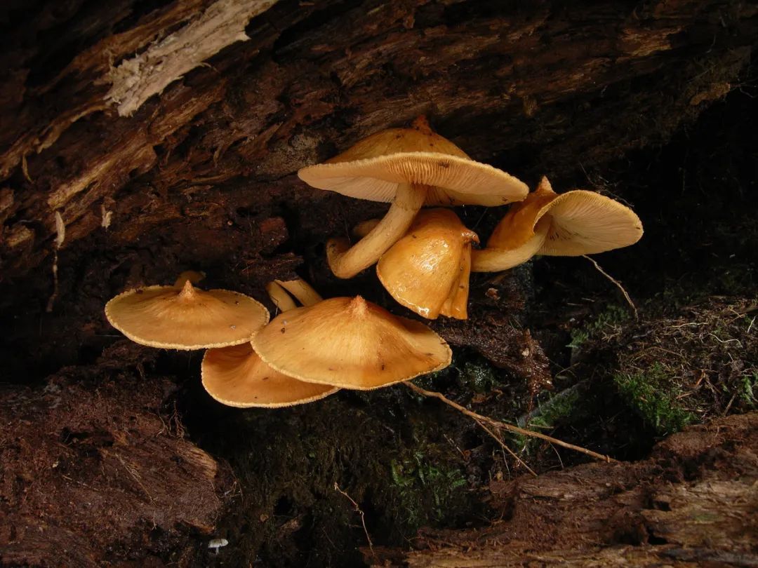 云岭自然保护区发现菌类新种!网友:可以吃不? 云岭自然保护区发现菌类新种!网友:可以吃不?