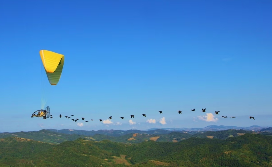 英媒：追随滑翔机飞行迁徙，濒危隐鹮重返欧洲