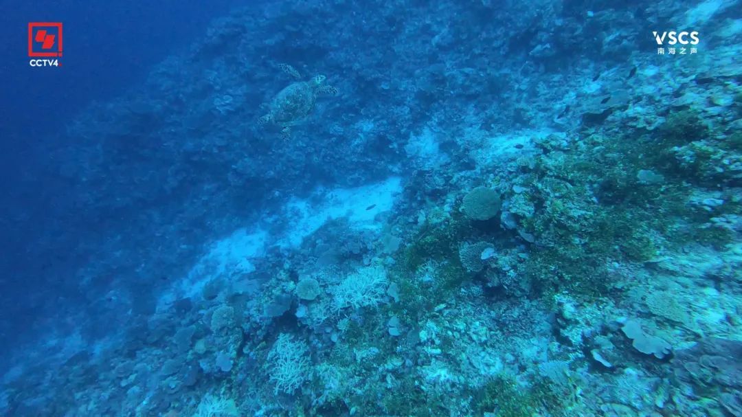 绝美“鱼鳞” 仙宾礁 每一帧都是壁纸 绝美“鱼鳞” 仙宾礁 每一帧都是壁纸