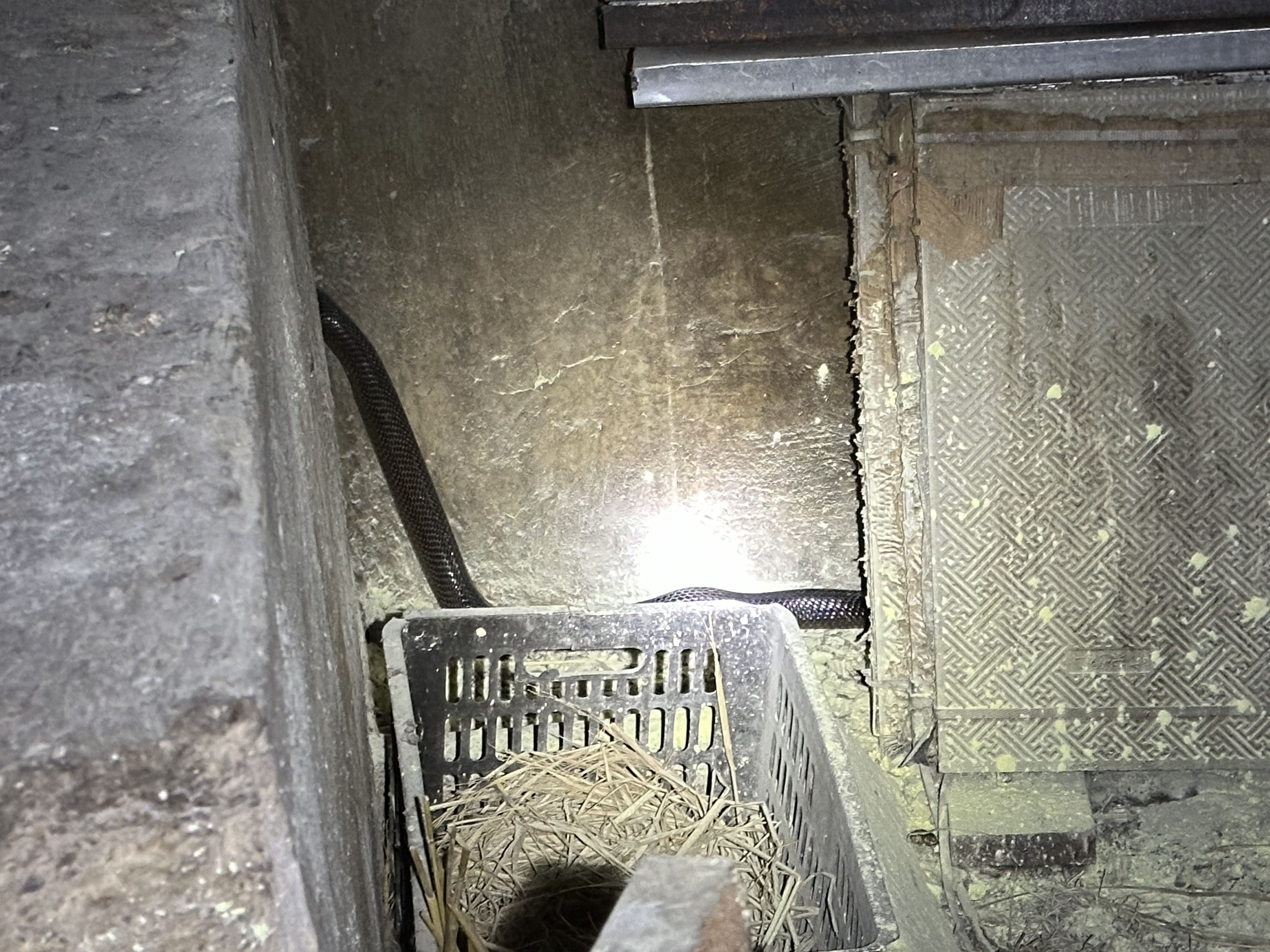 眼镜王蛇深夜“吃鸡” 110摇来119求助 眼镜王蛇深夜“吃鸡” 110摇来119求助