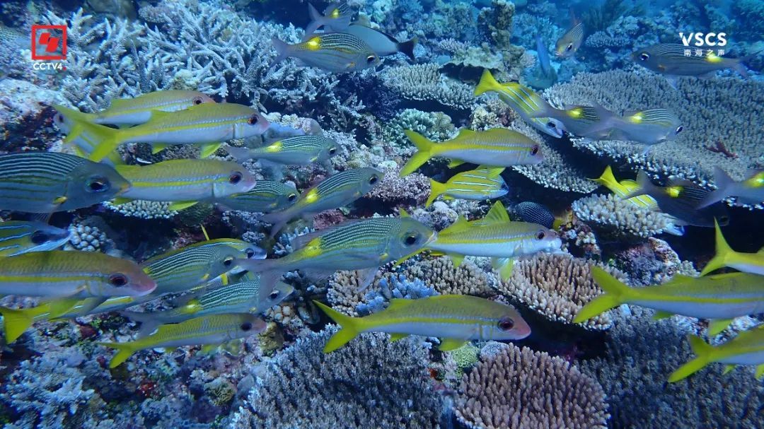 绝美“鱼鳞” 仙宾礁 每一帧都是壁纸 绝美“鱼鳞” 仙宾礁 每一帧都是壁纸