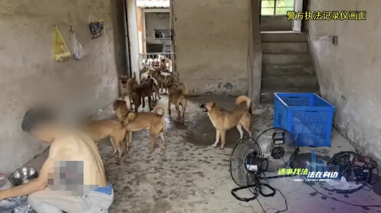 上海男子家中养78条狗，邻居苦不堪言…官方出手了→