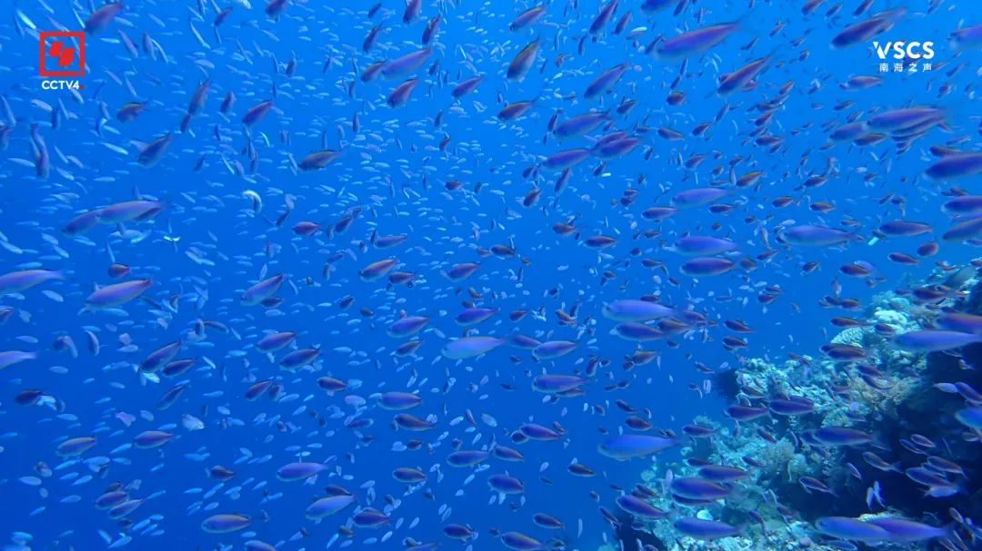 绝美“鱼鳞” 仙宾礁 每一帧都是壁纸 绝美“鱼鳞” 仙宾礁 每一帧都是壁纸
