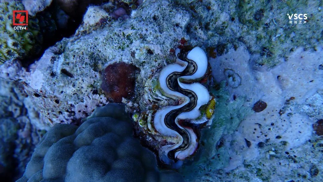 绝美“鱼鳞” 仙宾礁 每一帧都是壁纸 绝美“鱼鳞” 仙宾礁 每一帧都是壁纸
