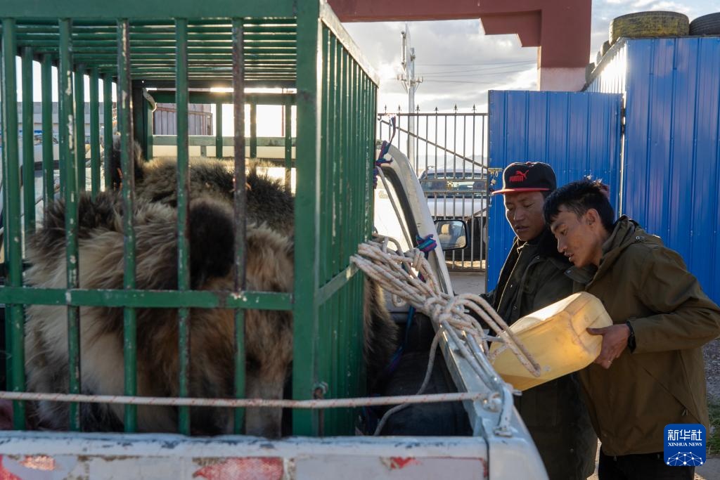 西藏尼玛县:侵扰牧民的棕熊母子被放归自然 西藏尼玛县:侵扰牧民的棕熊母子被放归自然