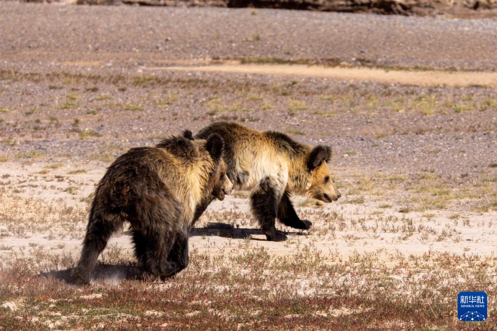 西藏尼玛县:侵扰牧民的棕熊母子被放归自然 西藏尼玛县:侵扰牧民的棕熊母子被放归自然