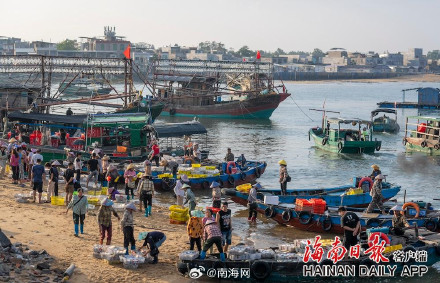 海南儋州海头镇开渔季，鱼满舱！
