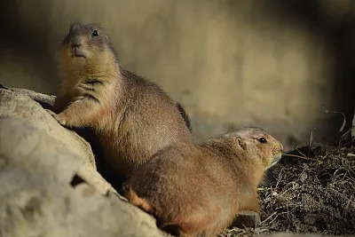 速查!身上出现这种周围泛红的“焦痂”,不要忽视请立刻就医! 速查!身上出现这种周围泛红的“焦痂”,不要忽视请立刻就医!