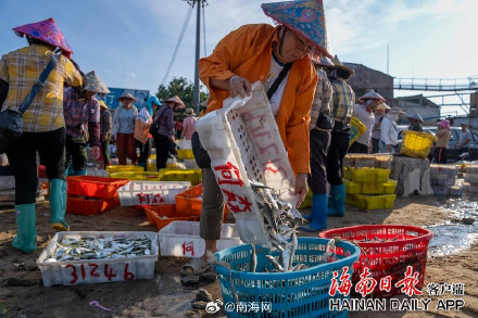海南儋州海头镇开渔季，鱼满舱！