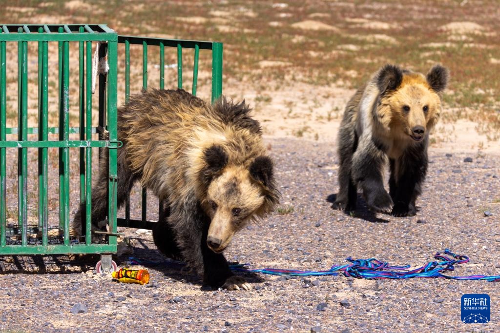 西藏尼玛县:侵扰牧民的棕熊母子被放归自然 西藏尼玛县:侵扰牧民的棕熊母子被放归自然