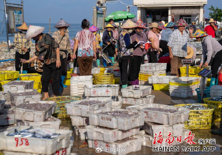 海南儋州海头镇开渔季，鱼满舱！