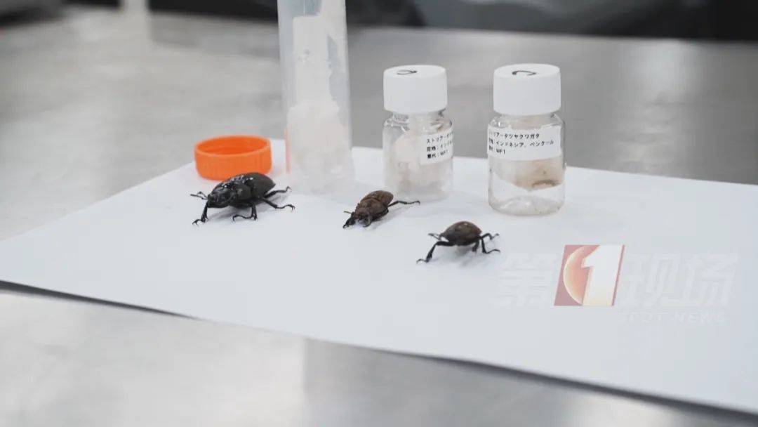 男子“内裤藏虫”，入境被查！每只售价高达数千元