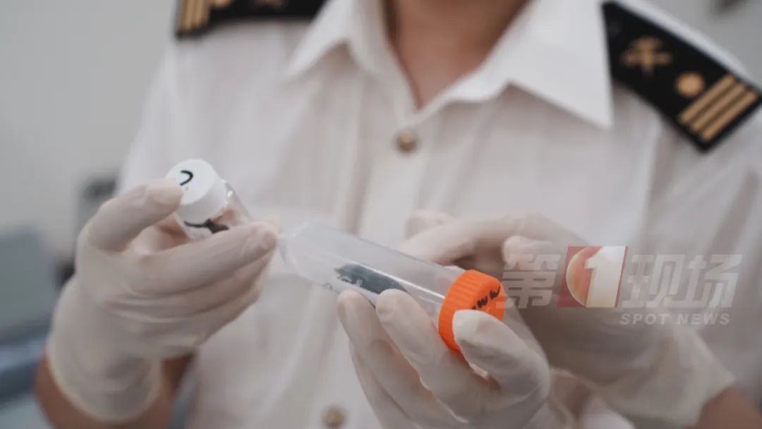 男子“内裤藏虫”，入境被查！每只售价高达数千元