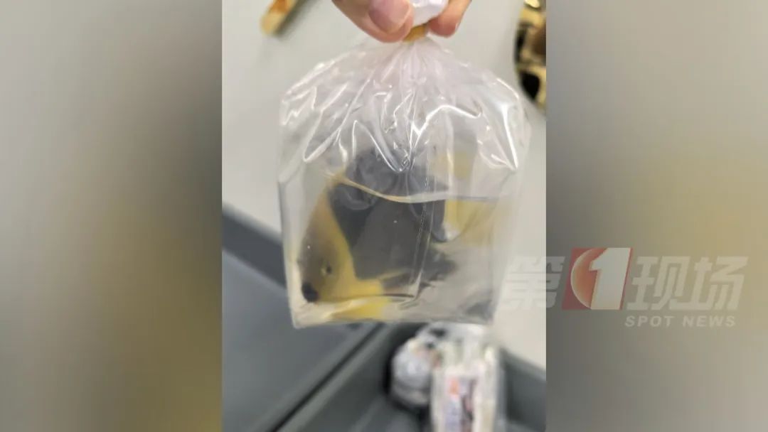 男子“内裤藏虫”，入境被查！每只售价高达数千元