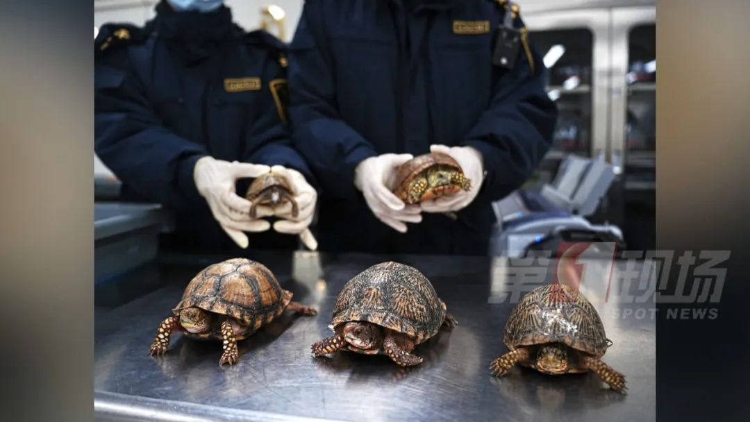 男子“内裤藏虫”，入境被查！每只售价高达数千元