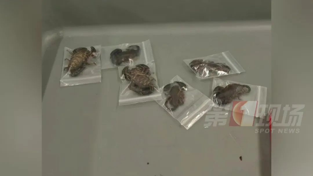 男子“内裤藏虫”，入境被查！每只售价高达数千元