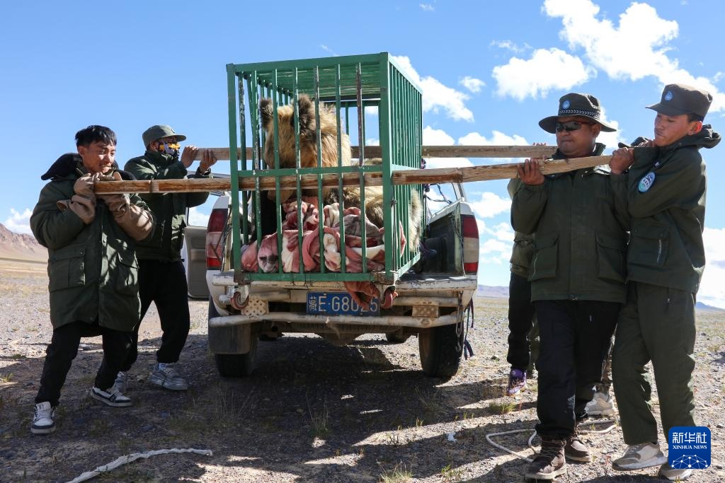 西藏尼玛县:侵扰牧民的棕熊母子被放归自然 西藏尼玛县:侵扰牧民的棕熊母子被放归自然