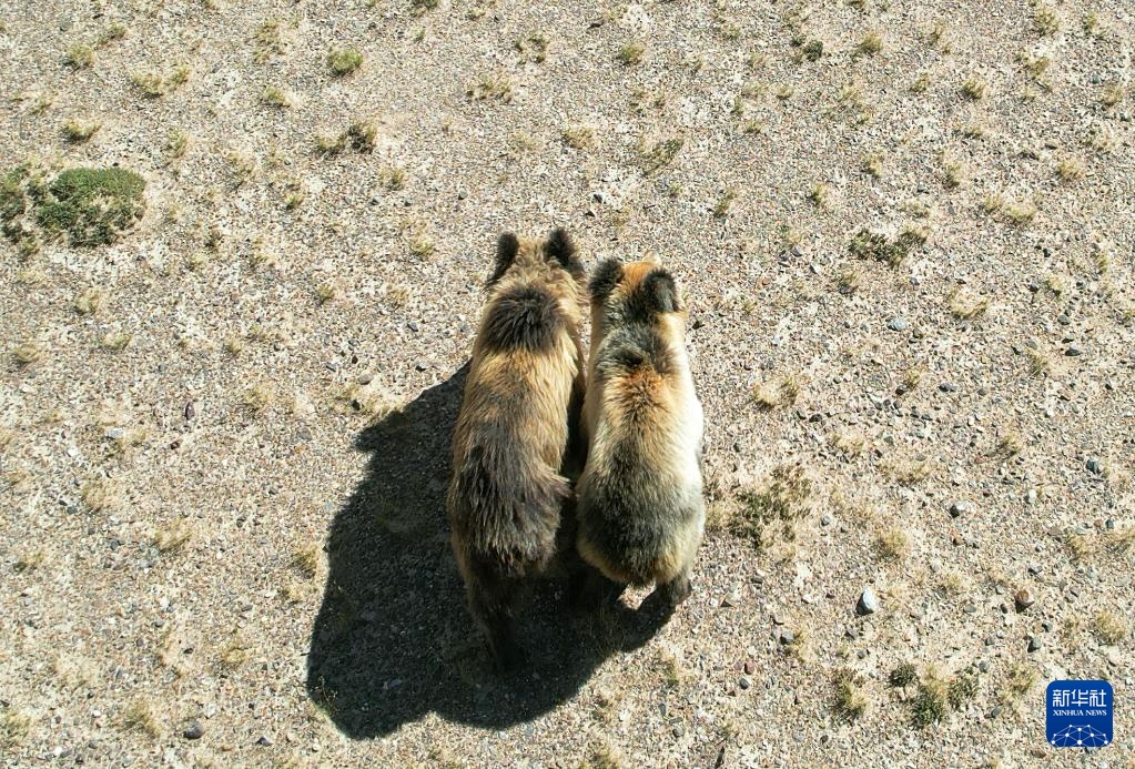 西藏尼玛县:侵扰牧民的棕熊母子被放归自然 西藏尼玛县:侵扰牧民的棕熊母子被放归自然