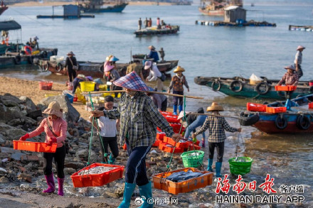 海南儋州海头镇开渔季，鱼满舱！