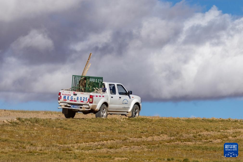西藏尼玛县:侵扰牧民的棕熊母子被放归自然 西藏尼玛县:侵扰牧民的棕熊母子被放归自然