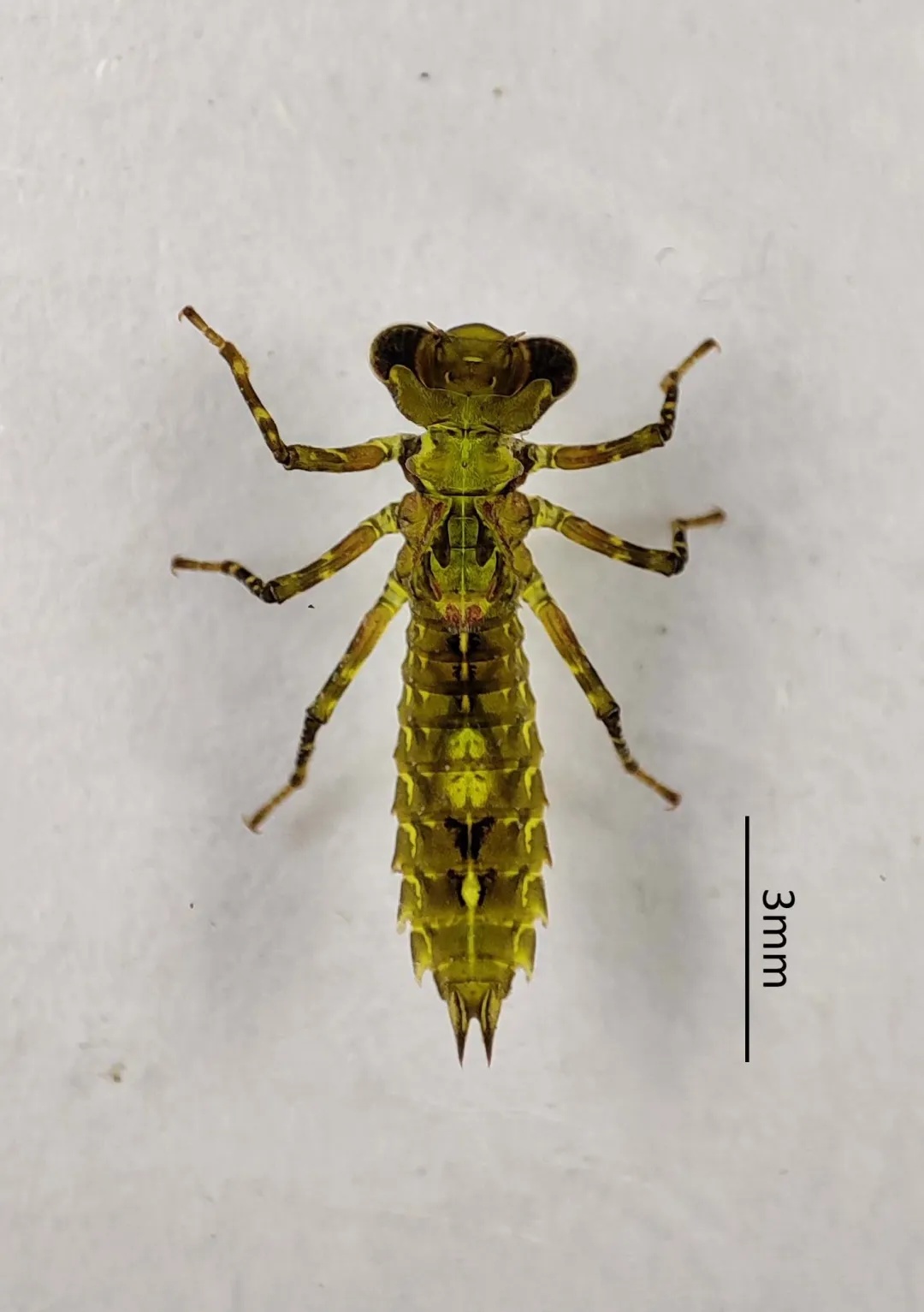 极难发现！“伪装者”现身黄山