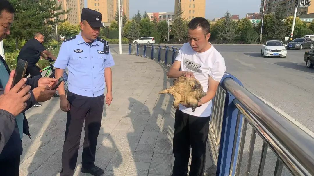 互助塞纳河畔现“长尾巴大乌龟”？真相是......