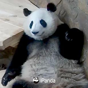 大熊猫“和花”“和叶”要分开了