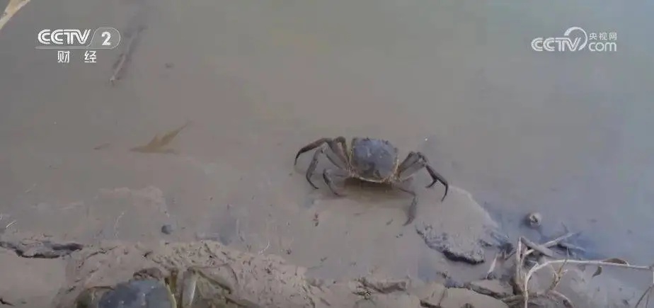 起猛了！新疆一大批“沙漠螃蟹”上市