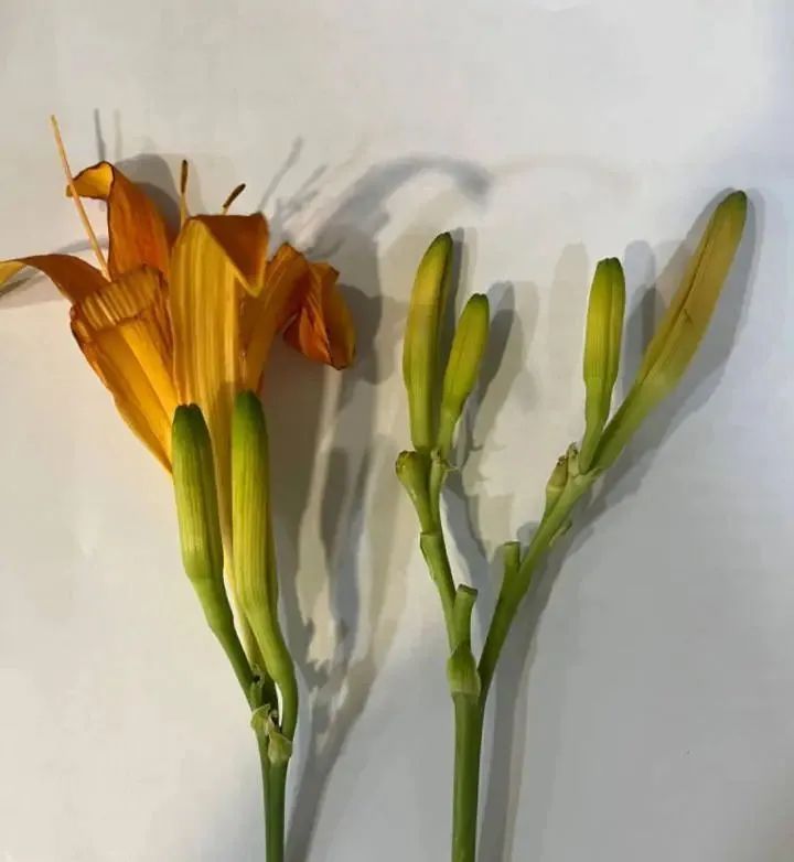 这种蔬菜大量上市，很多人爱吃！医生提醒：请正确烹煮，中毒没有特效解毒剂