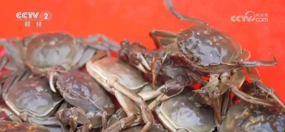 起猛了！新疆一大批“沙漠螃蟹”上市